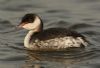 Slavonian Grebe at Vange Marsh (RSPB) (Steve Arlow) (120539 bytes)